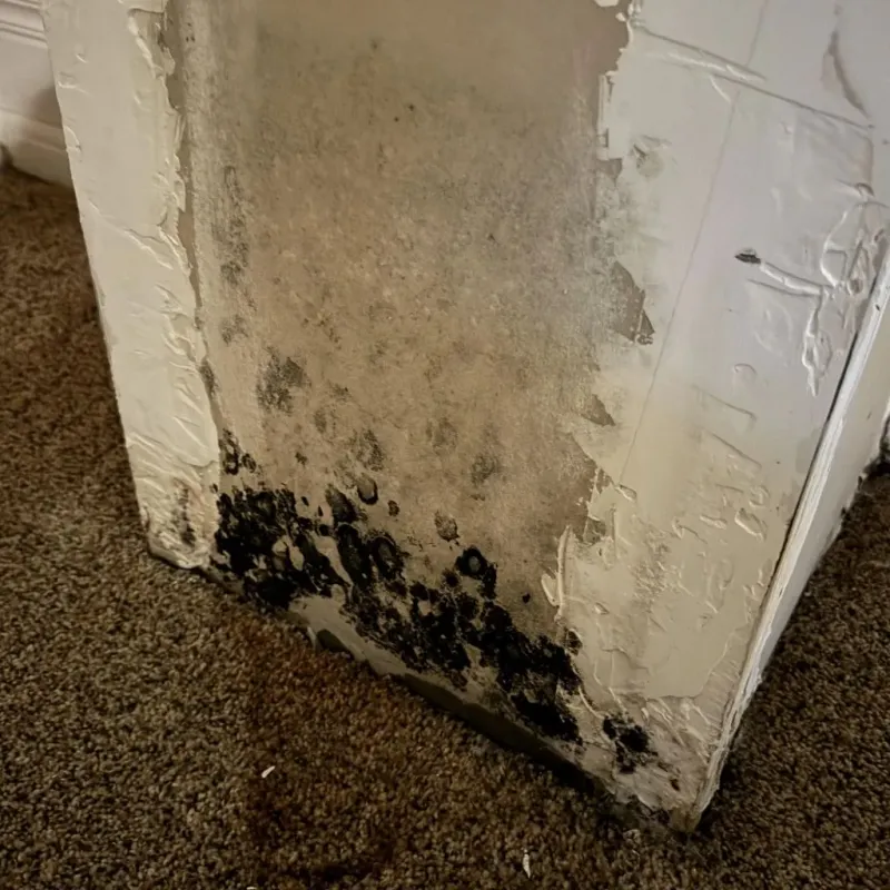 Professional Mold Removal in Buna, TX